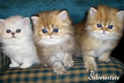 kitten